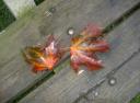 pict0013.jpg