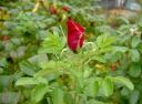 pict0106.jpg