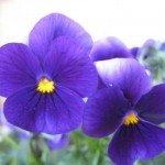 img_1123_edited3