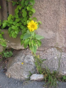 img_4693_resize
