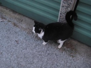 felix-i-sno