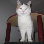 kattfroken