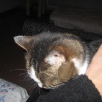 marion-gosig-kattflicka