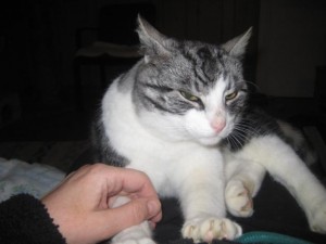 pontus-pa-kattjouren