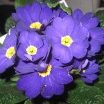 primula-i-hoppets-bla-farg