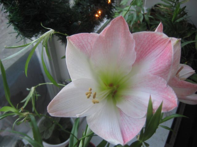 rosa-amaryllis-23-dec-08