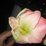 rosavit-amaryllis