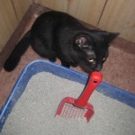 sofie-hjalper-till-med-kattlad