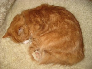 trott-wilma-julafton-2008