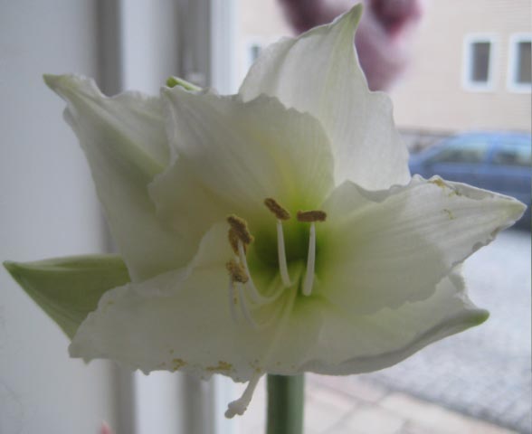 vit-amaryllis