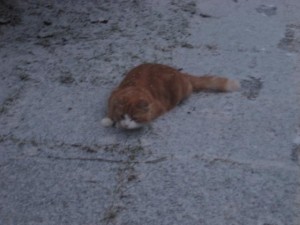 wilma-i-sno