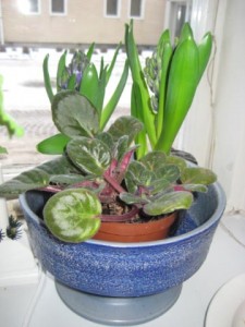 blatt-arrangemang