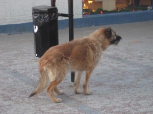 frusen-hund-2-jan-2009