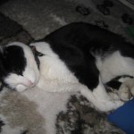 kollapsad-katt-2