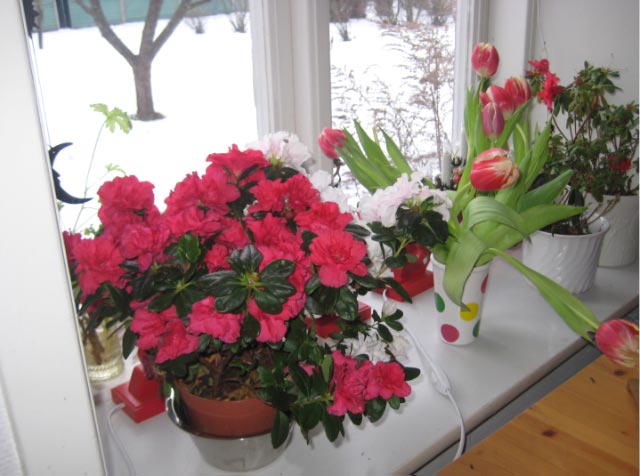 mammas-amaryllis-10-jan-09