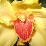 orkideblomma-fr-britta