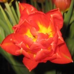 rodgul-tulpan-31-jan-09