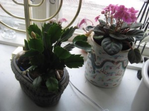 rosa-arrangemang