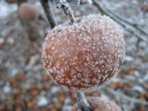 ruttet-apple-stjarnbestrott