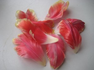 tulpanblad-flera