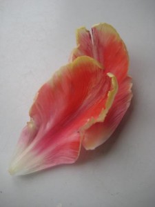 tulpanblad-omfamnar-varandra