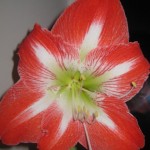 amaryllis-3-febr-2009