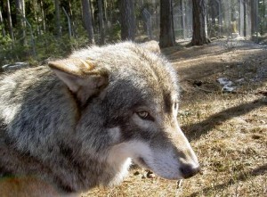 pict5570liten-bild-varg-kolmardenjpg