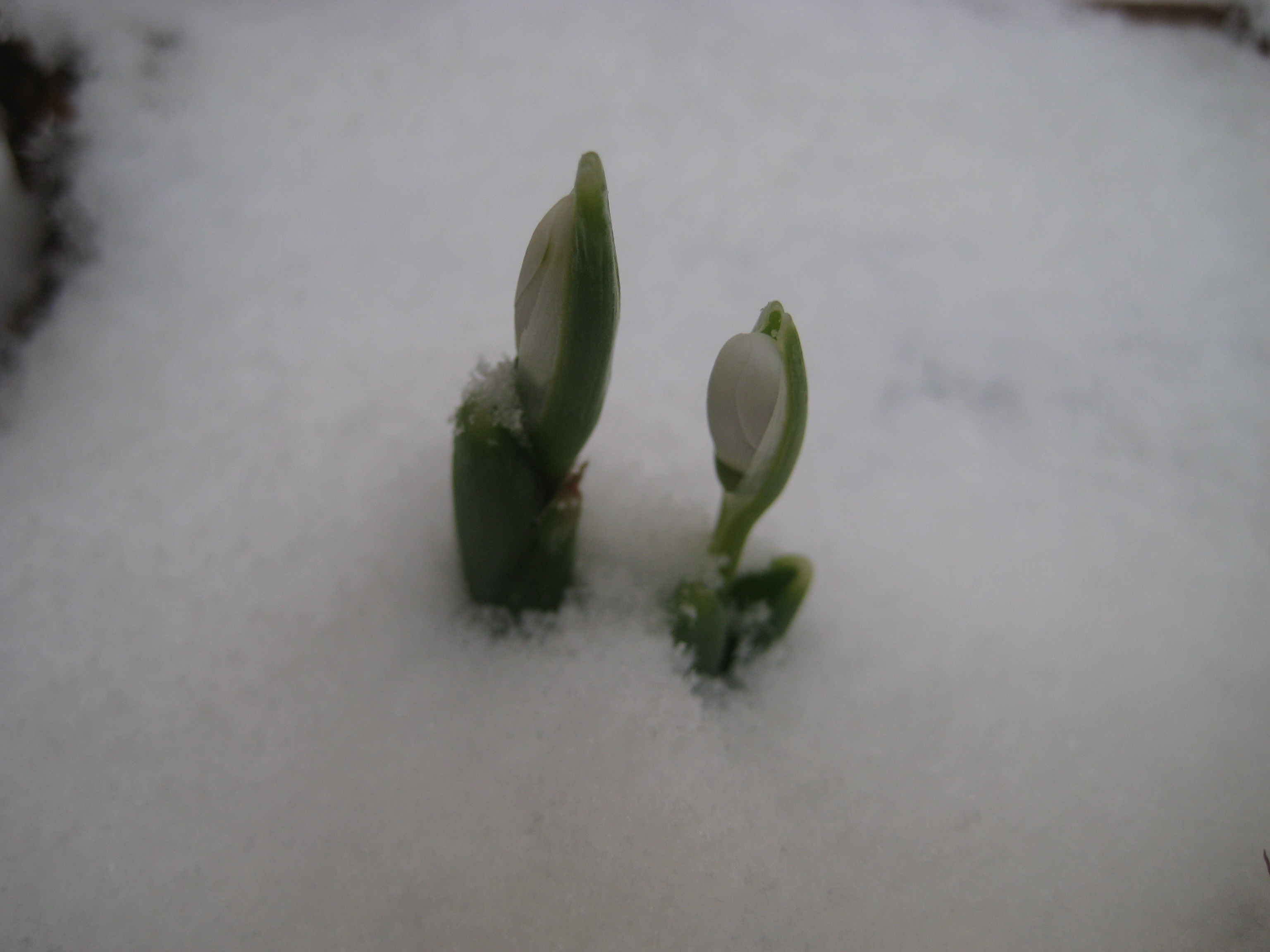 tva-snodroppar-i-snon