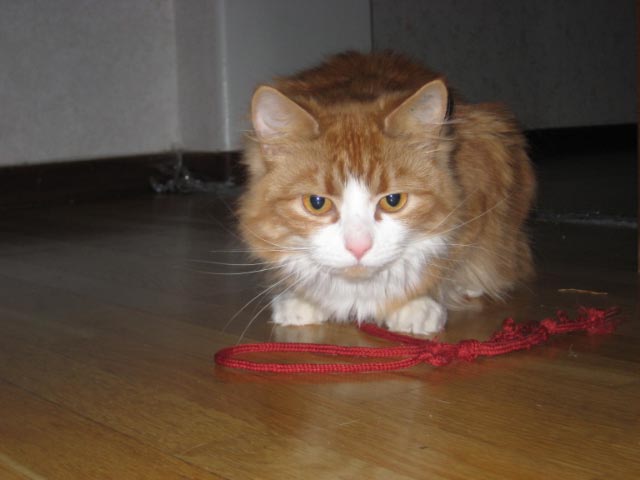 wilma-1-11-febr-09