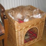 wilma-i-den-nya-kattkorgen1 wilma-i-den-nya-kattkorgen1