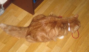 wilma-leker-11