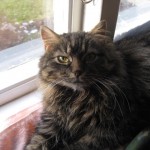 felicia-kattjouren-21-mars-09