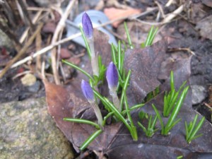 forsta-krokusarna-090329