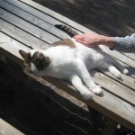 katt-i-nordens-ark-27-juni-08