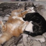 kattbus-1-23-mars-09