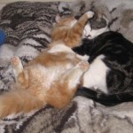 kattbus-2_edited
