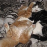 kattbus-3