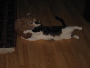 kattbus
