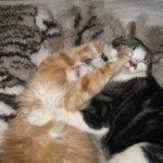 kattbus-4