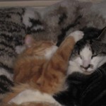 kattbus-5