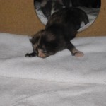liten-kattunge-2-veckor