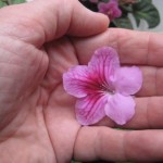 rosa-kornettblomma