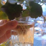 rotter-pa-pelargonerna