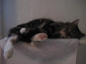 roy-kattjouren-21-mars-09