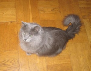 tova-1_edited