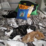 tre-katter-20-mars-09_edited