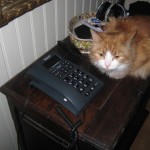 wilma-ska-just-svara-i-telefon