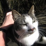 curry-myser-ute-i-solen-paskafton-2009