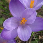 en-blalila-krokus