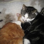 flerfargad-katt-eller